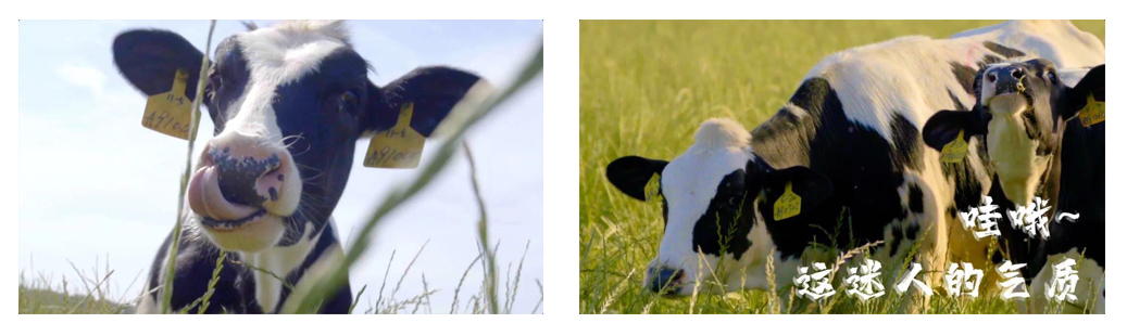 心博（中国）丨每天一杯奶，幸福健康喝出来！！！