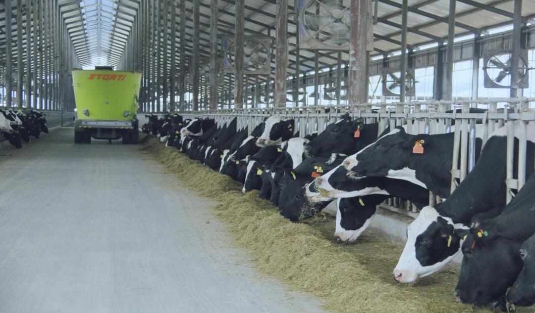 北京大学南南合作与发展学院教授、全球伙伴关系主任周咏梅一行莅临心博（中国）平舆瑞亚牧业参观调研