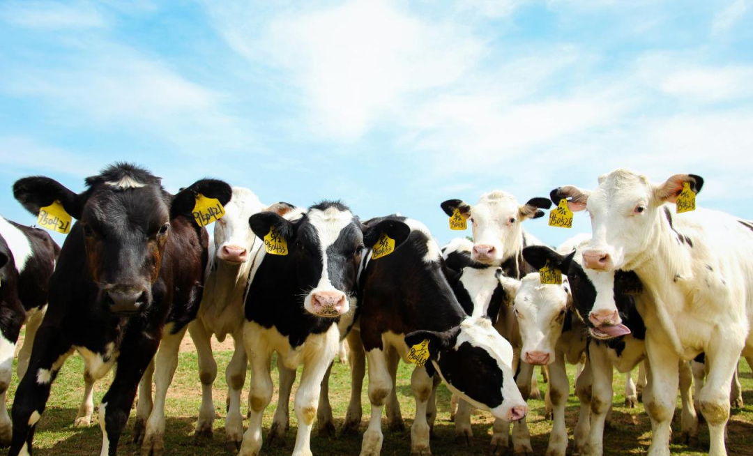 北京大学南南合作与发展学院教授、全球伙伴关系主任周咏梅一行莅临心博（中国）平舆瑞亚牧业参观调研