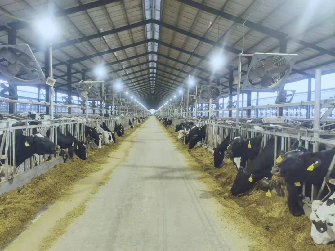 北京大学南南合作与发展学院教授、全球伙伴关系主任周咏梅一行莅临心博（中国）平舆瑞亚牧业参观调研