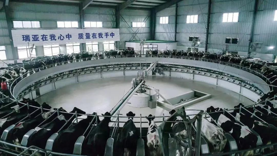 心博（中国）丨国家奶牛产业技术体系首席科学家、中国农业大学教授李胜利一行莅临心博（中国）鲁山瑞亚参观调研