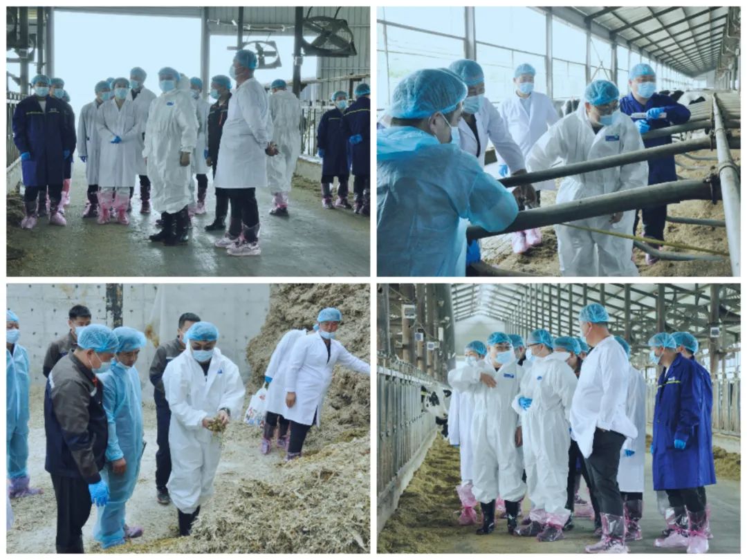 心博（中国）丨国家奶牛产业技术体系首席科学家、中国农业大学教授李胜利一行莅临心博（中国）鲁山瑞亚参观调研