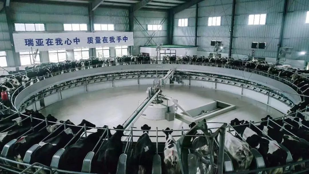 喜讯 | 心博(中国)一座自有牧场入选河南省“DHI测定优秀牧场” 喜讯 | 心博(中国)一座自有牧场入选河南省“DHI测定优秀牧场”