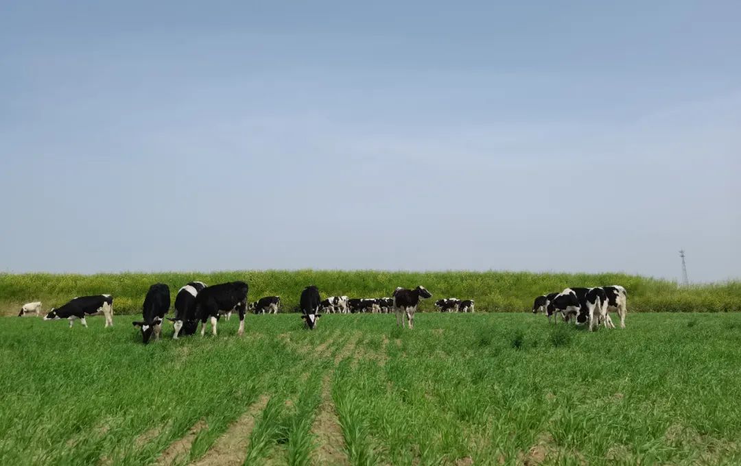 继往开来 · 再创辉煌 | 心博(中国)乳业集团召开9月营销、养殖及饲料月度经营工作会议 继往开来 · 再创辉煌 | 心博(中国)乳业集团召开9月营销、养殖及饲料月度经营工作会议