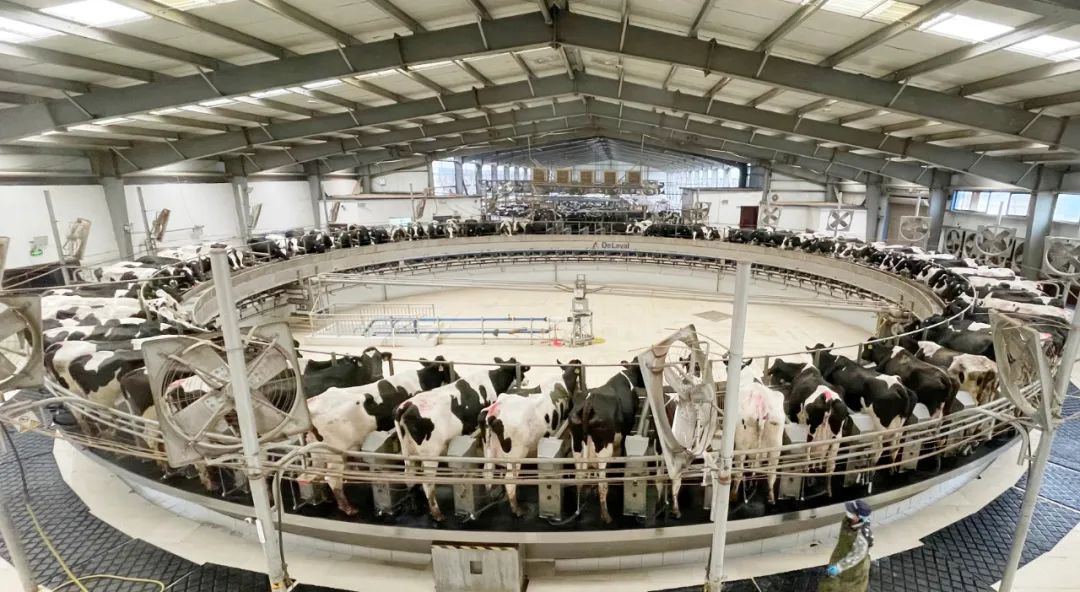 凝心聚力·赢创未来 | 心博(中国)乳业集团召开营销、养殖及饲料经营工作会议 凝心聚力·赢创未来 | 心博(中国)乳业集团召开营销、养殖及饲料经营工作会议