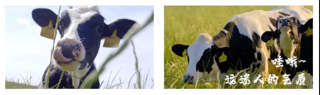 荣誉 | 2019年度河南省美丽牧场名单新鲜出炉 心博（中国）乳业集团旗下六个牧场榜上有名