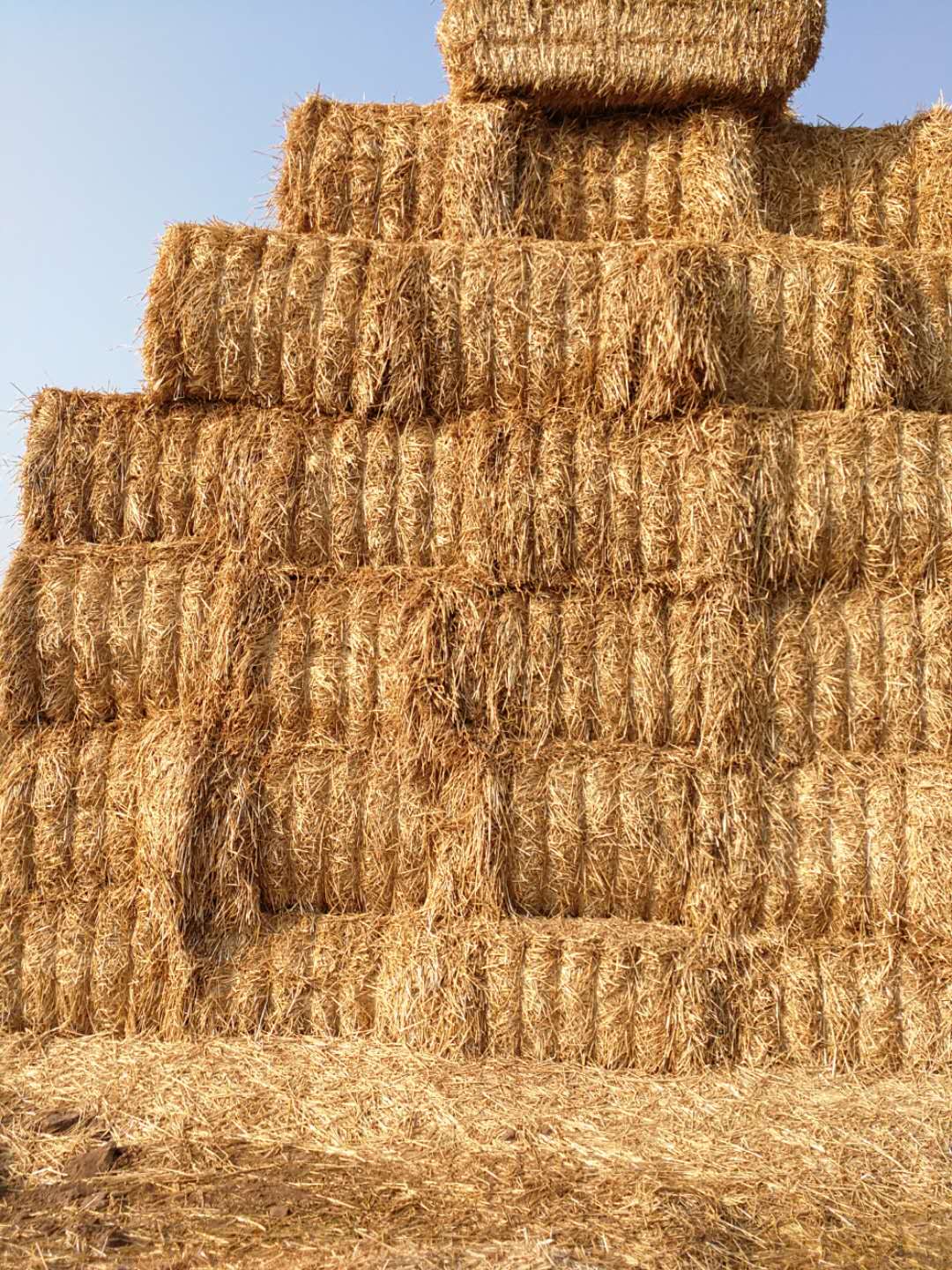 心博在线客服 2020年小麦秸秆订单采购信息