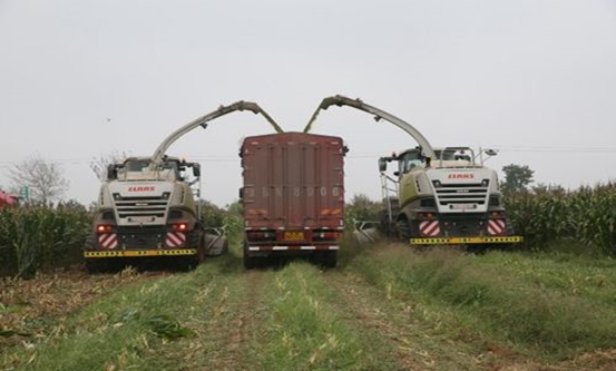 心博在线客服 2020年玉米青贮采购信息