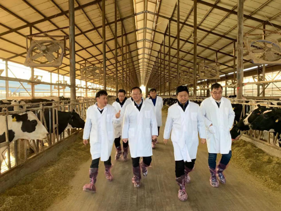 宁夏回族自治区农业农村厅党组书记、厅长王刚一行莅临心博(中国)乳业集团调研 宁夏回族自治区农业农村厅党组书记、厅长王刚一行莅临心博(中国)乳业集团调研