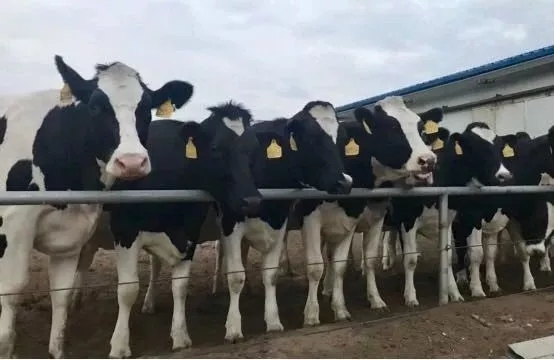 省委书记王国生到河南心博(中国)乳业集团·新蔡瑞亚牧业有限公司调研 省委书记王国生到河南心博(中国)乳业集团·新蔡瑞亚牧业有限公司调研