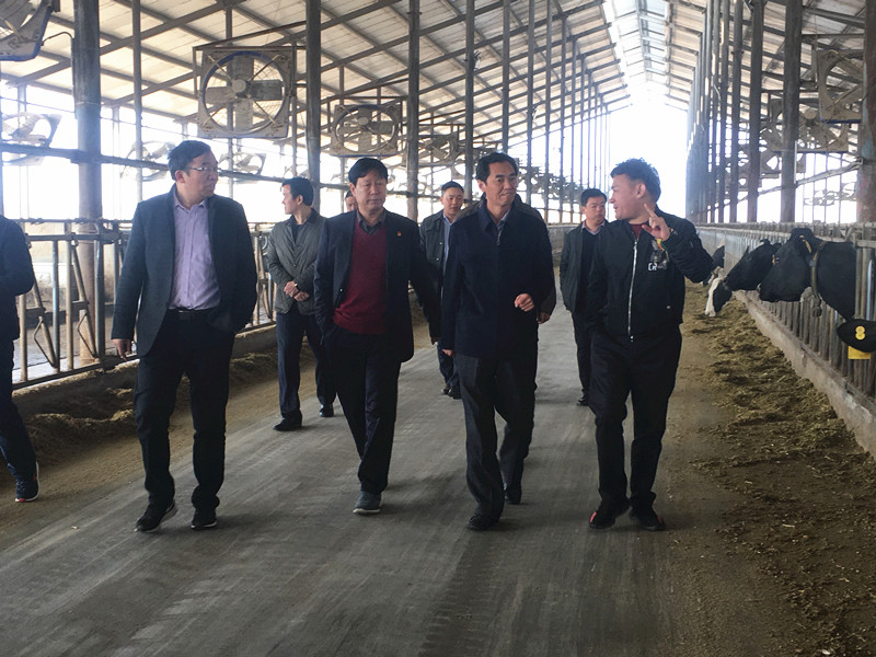 封丘县县长王献臣一行莅临 心博（中国）集团养殖、乳品事业部参观调研