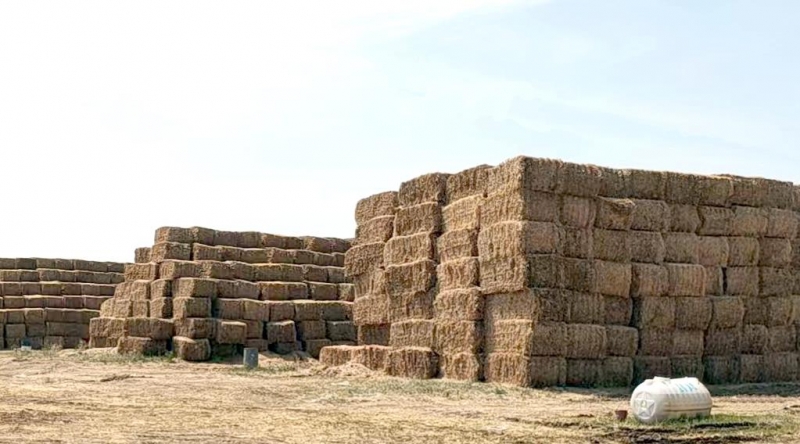 心博（中国）2022年小麦秸秆采购招标