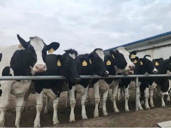 心博（中国）乳业集团2019年花生秸秆招标公告